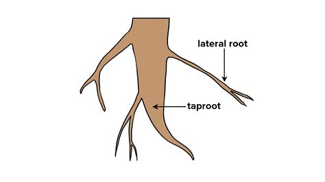 Differentiate The Following With The Help Of Diagrams Root Hair And Lateral Root