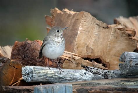 Bird Migration – Huron-Clinton Metroparks