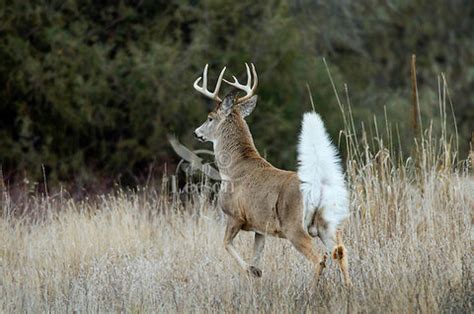 Identifying the Differences Between Mule & Whitetail Deer – Foundry ...