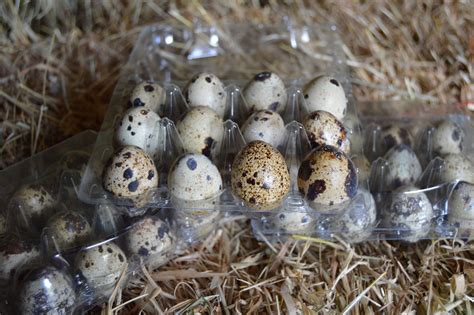 5 Dozen (60) Quail Eggs - Chestnut Tree Farm - Fresh Quail Eggs ...