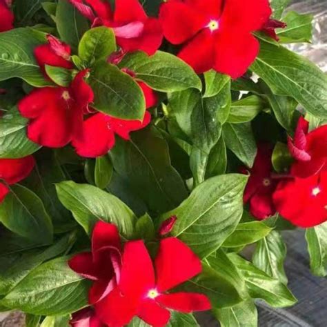 catharanthus roseus seeds,catharanthus seeds,vinca seeds