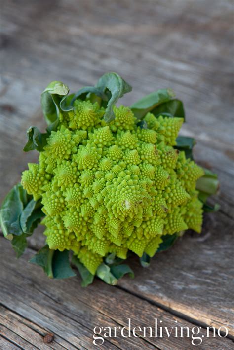 Blomkål Romanesco Precoce Brassica oleracea Garden Living