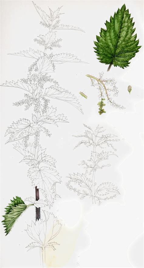 Nettle Sketchbook Botanical Illustration By Lizzie Harper Natural