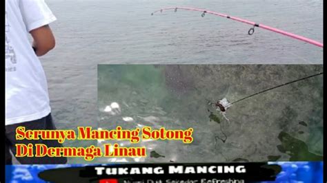 Serunya Mancing Sotong Dermaga Linau Pbbraflesiafishing YouTube