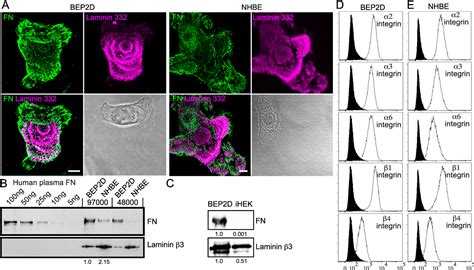 Figure 1 From Laminin 332 And α3β1 Integrin Supported Migration Of