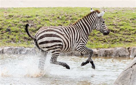 Zebra Running Through Water Stock Image Colourbox