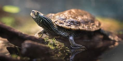 Un dispositif pour aider les tortues géographiques à La Prairie Le Reflet