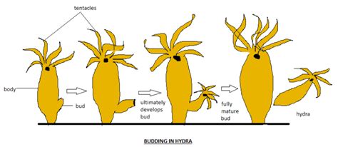 Budding In Hydra