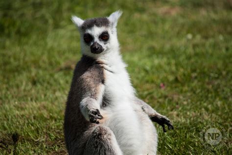 Longleat Safari Park | Animal Photography