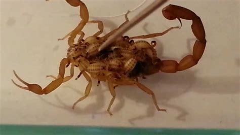 Girl Scorpion Mother With Babies Youtube