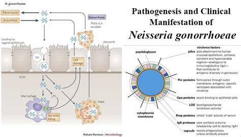 Neisseria Gonorrhoeae Infection