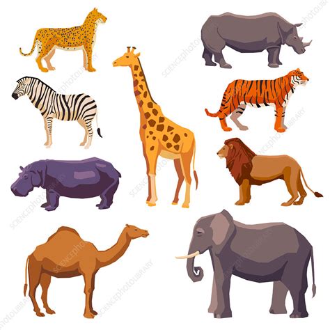 African Animals Illustration Stock Image F0199818 Science Photo