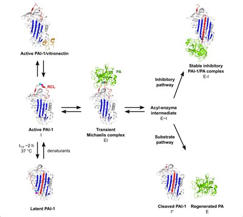 Schematic Overview Of The Pai I Conformations As Well As Its