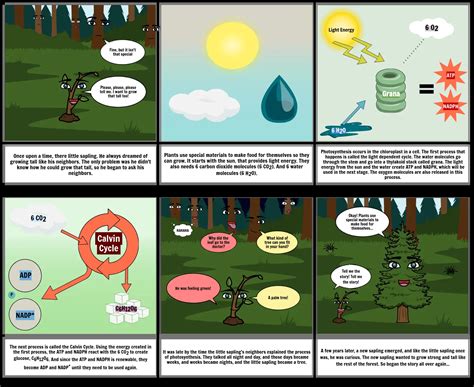 Photosynthesis Comic Strip Storyboard por meglio