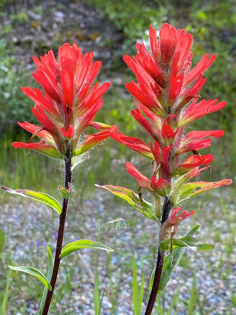 Red Paintbrush A Canadian Wildflower Photo Card Etsy