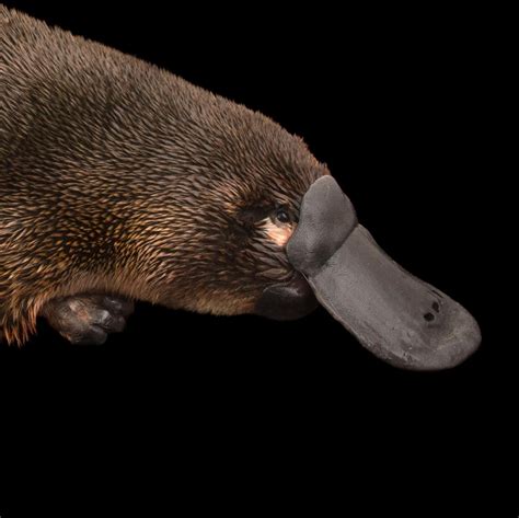 Platypus Wallpapers - Wallpaper Cave