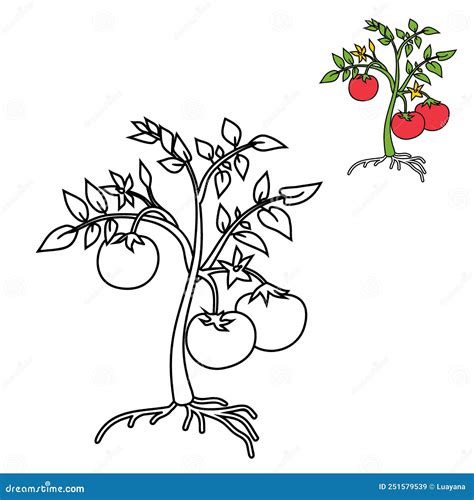 Tomato Plant Coloring Page