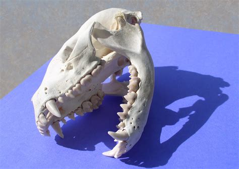 Animal skull 1 Free Photo Download | FreeImages