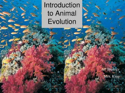 Ppt Introduction To Animal Evolution Powerpoint Presentation Free