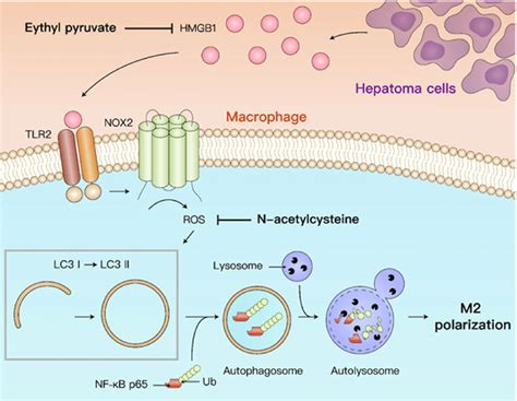 Schematic Diagram Of Hmgb Induced M Macrophage Polarization