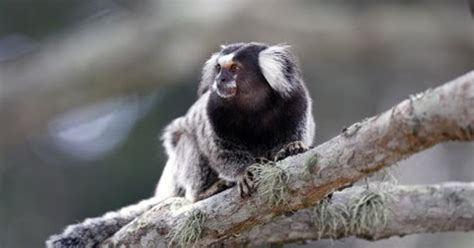 Sagui Risco de transmissão do vírus da raiva para o homem