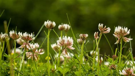 Clover field stock photo. Image of bloom, closeup, buds - 74244078