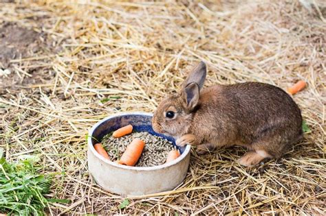 À propos des aliments granulés pour lapins composition comment le