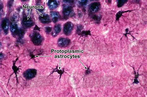 Mammal. Neuroglia. 500X - Neuroglia - Mammals - Mammals - Nervous ...