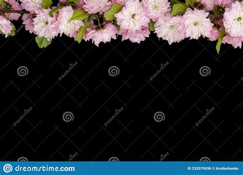 Border For Framing From Flowering Almond Branch Isolated On Black