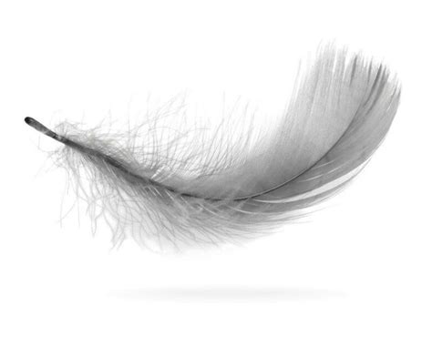 Grey Feather Meaning Symbolism A Complete Guide