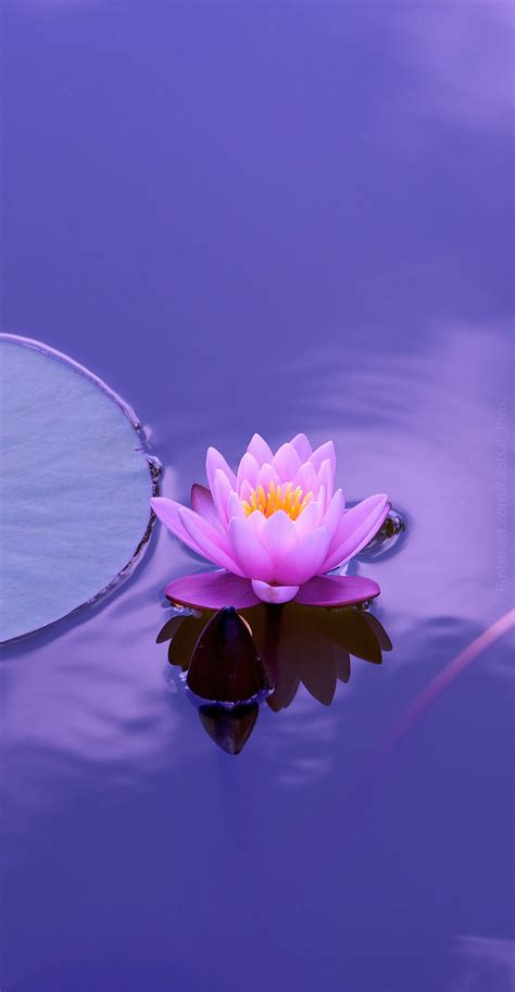 Lotus Flower Wallpaper For Walls – Beautiful Flower Arrangements and ...