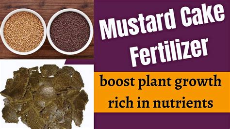 How To Make Mustard Cake Fertilizer Benefits Uses