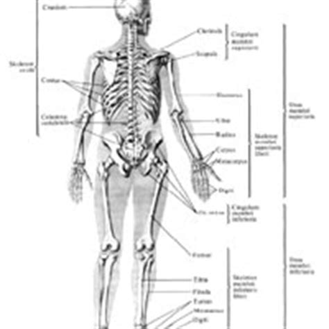Кости (Остеология - Osteologia)