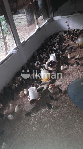 ONE WEEK OLD CHICK For Sale In Nattandiya Ikman