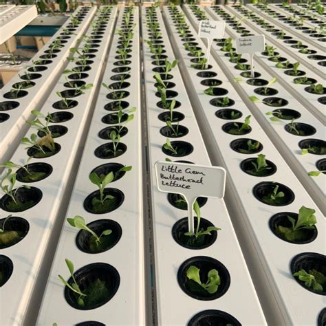 Nft Channel Hydroponics Farm For Lettuce Vertical Farming Systems