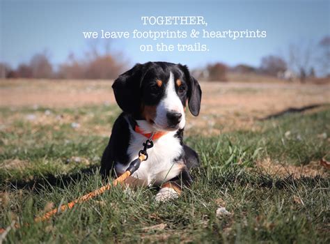 Entlebucher Mountain Dog Puppies For Sale
