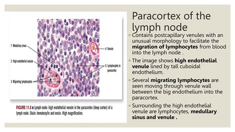 Histology Of Lymph Node Lymph Node Histology Ppt