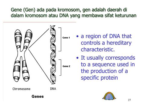 PPT Materi A Struktur Dan Fungsi Nukleus B Biosintesis Nukleus C