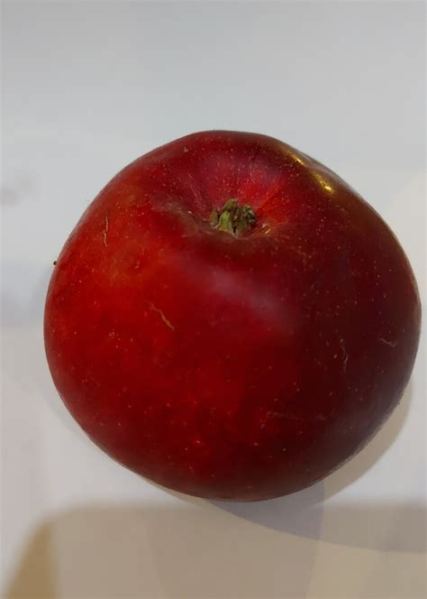 Сорт яблок, есть агрономы? | Пикабу