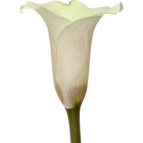 Calla Lilies 36 Ct White Bjs Wholesale Club