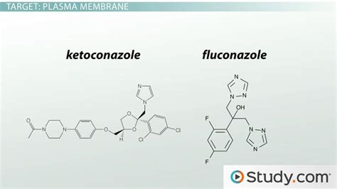 Antifungal Drugs Major Types And Functions Lesson