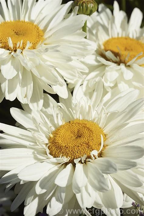 Leucanthemum Superbum Victorian Secret A Semi Double Flowered