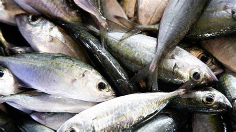 Estos Son Los Mejores Pescados Para Adelgazar Y No Son Precisamente