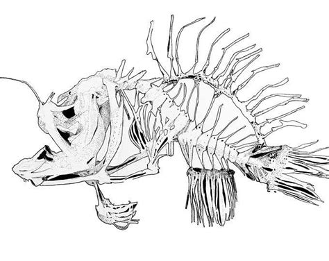 Angler Fish Skeleton Scientific Anatomy Drawing OE-01 Fine - Etsy ...