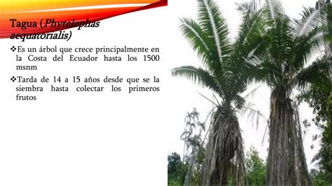 Plantas Del Ecuador Ppt