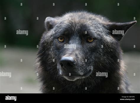 Black Mackenzie Valley Wolf Or Alaskan Timber Wolf Canis Lupus