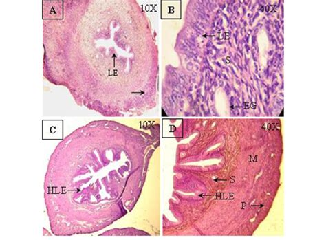 Uterine Histology During Estrus Phase Of Control A B And Cbe Treated