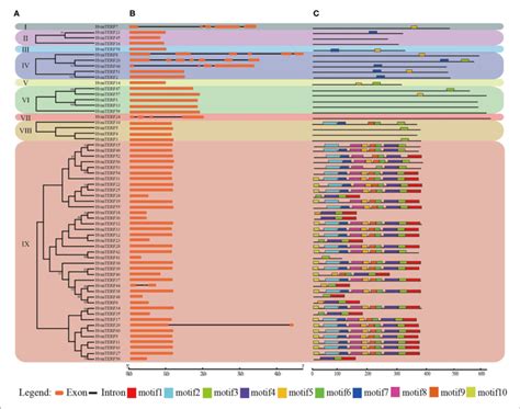 Phylogenetic Tree Conserved Motifs And Exon Intron Structure Download Scientific Diagram