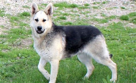 Silver Sable German Shepherd: A Complete Breed Profile