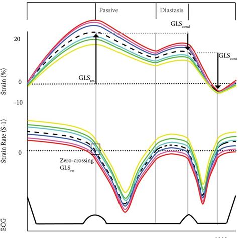 Global Longitudinal Strain And Segmental Strain Global Longitudinal